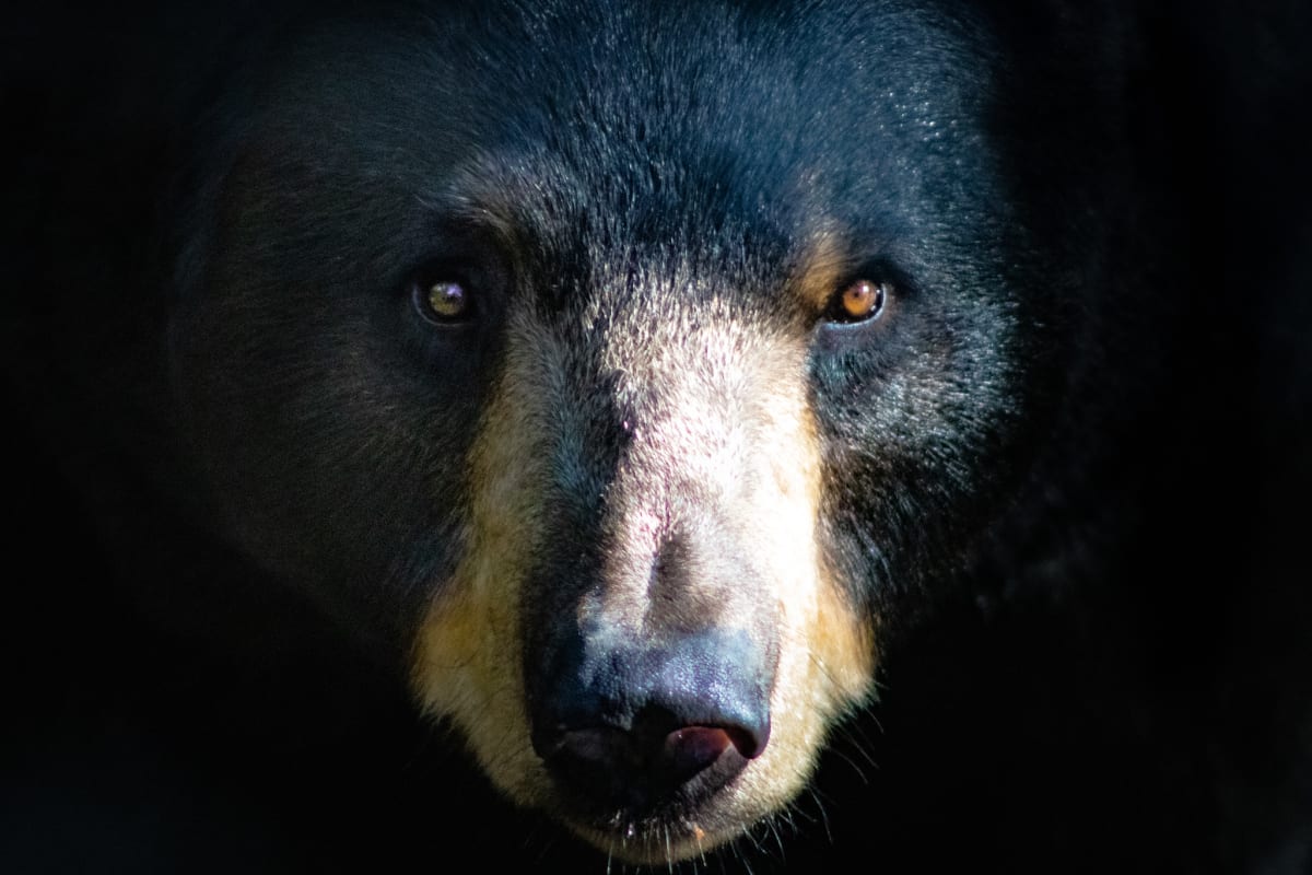 Large Adult Black Bear – Muse Cabin